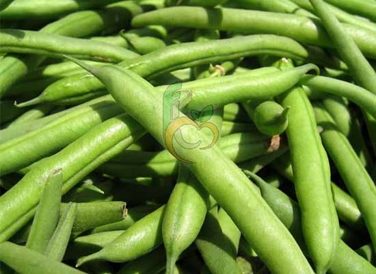 Green Beans , 2013 Crop is available now – Fruit Link Fresh Produce