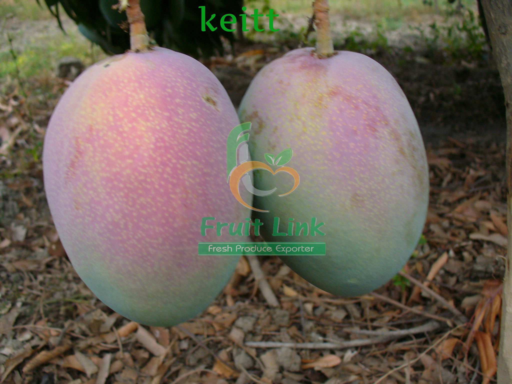 keitt 1 – Fruit Link Fresh Produce